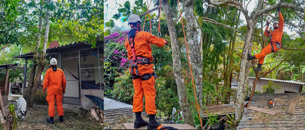 Bomberos apoyan a familia que estaba en peligro por un árbol que estaba por caer