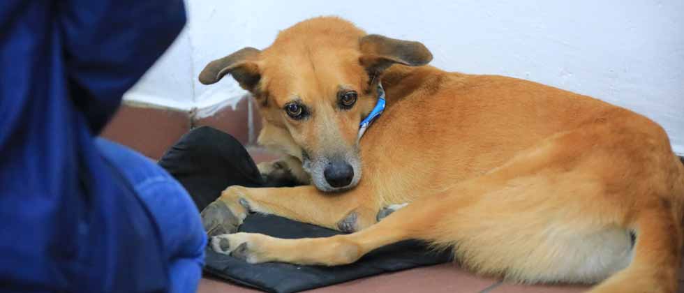 Brindan asistencia médica a Canelo, reconocida mascota de la Asamblea Legislativa