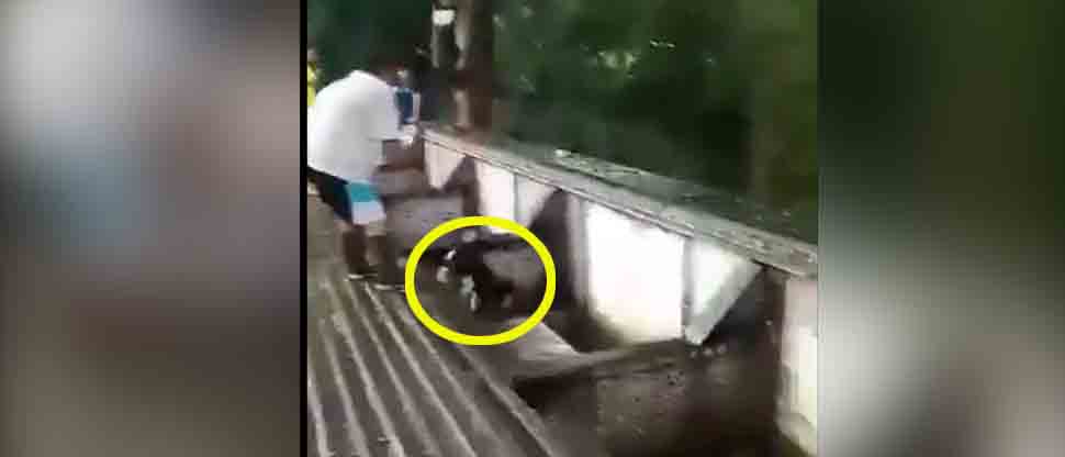 Captan a sujetos lanzando a un perrito en un río crecido en San Miguel