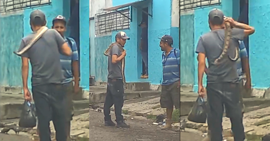 Viral: avistan a sujeto que sacó a pasear su mazacuata