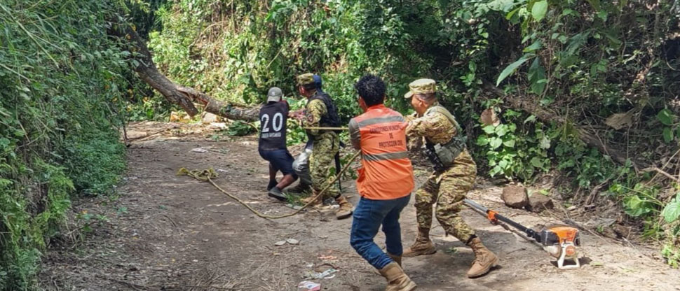 Elementos de la Fuerza Armada remueven árbol que obstruía calle principal hacia Santa Ana