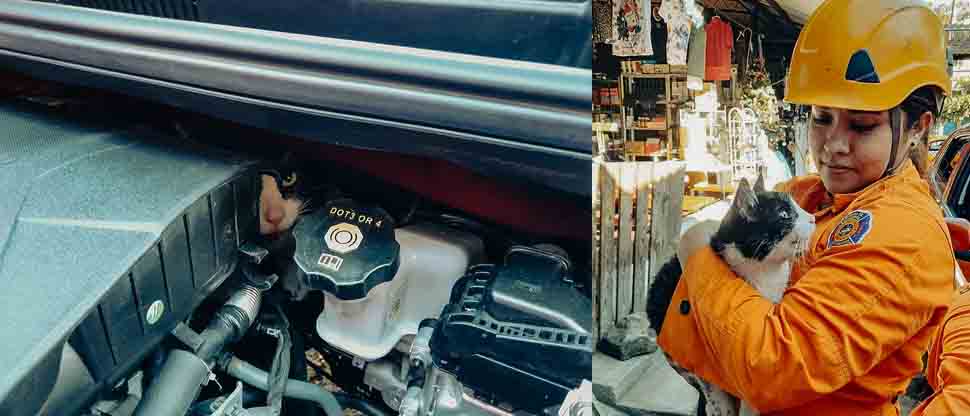 Bomberos rescatan gatito que quedó atrapado en el motor de un automóvil