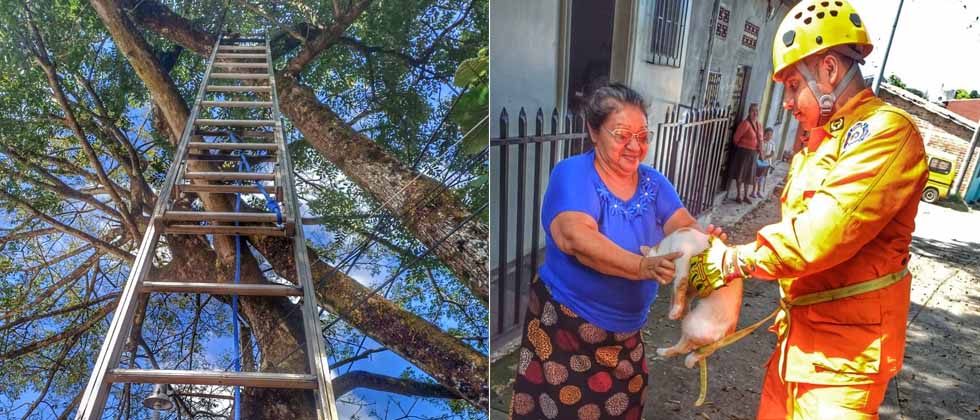 Rescatan a travieso gatito atrapado en un árbol de 9 metros de altura