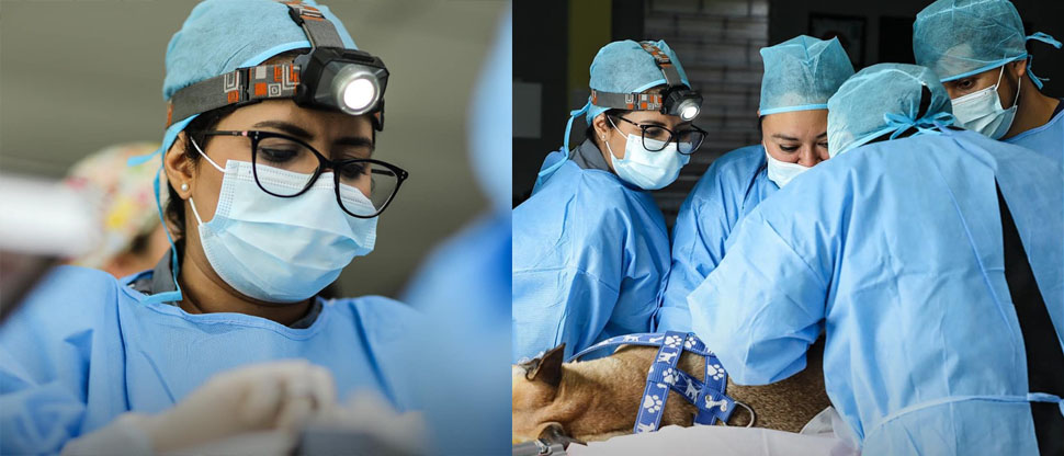IBA realiza jornada de esterilización y castración de mascotas en Aguilares