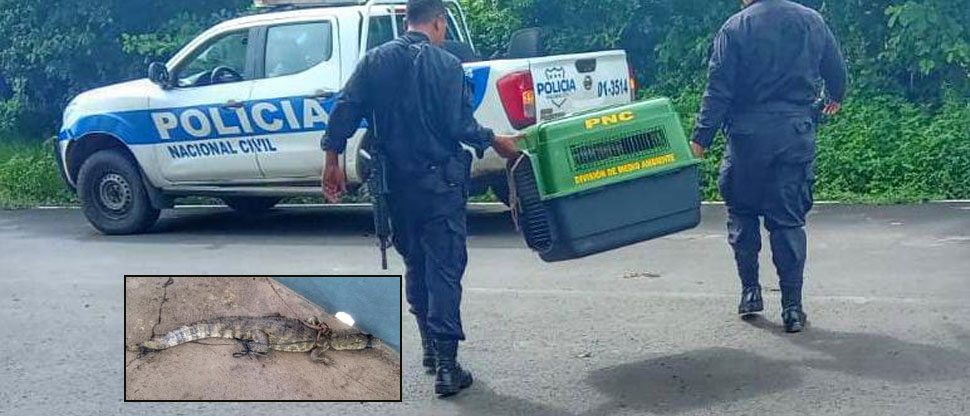 Familia usuluteca se lleva la sorpresa de encontrar un lagarto dentro de su vivienda