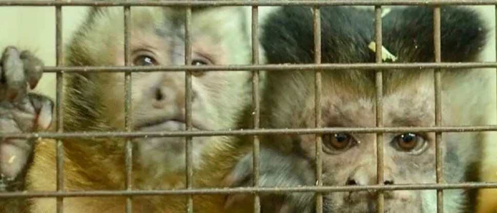 E.E.U.U: Escapan 43 monos de un laboratorio médico en Carolina del Sur