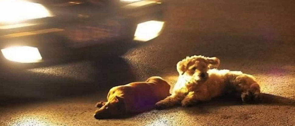 Denuncian a conductor que atropelló a perrita y se dio a la fuga
