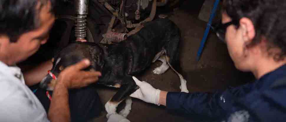 Perrito sobrevive tras ser lanzado a un río crecido en San Miguel