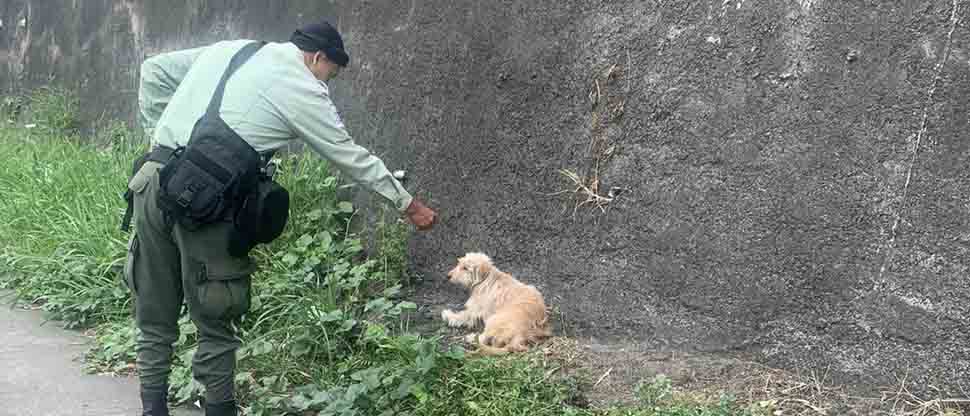 Agentes del CAM rescatan a perrito desorientado en carretera al Puerto de La Libertad