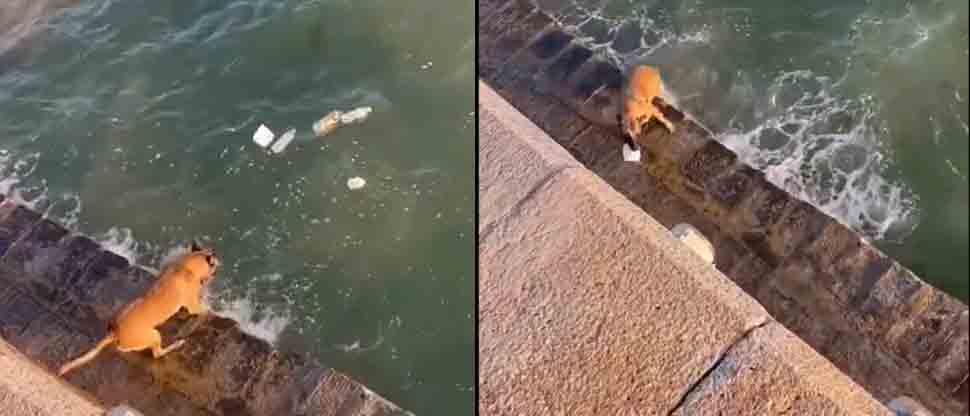Perrito se viraliza tras sacar botellas de plástico en una playa