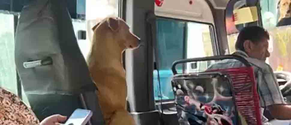 Perrito es la atención de varios pasajeros al viajar en una coaster por su buen «comportamiento»
