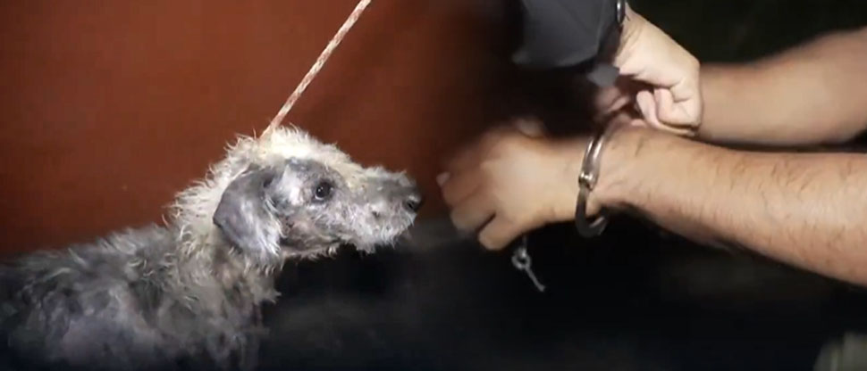 Polipet captura a sujeto que le daba mala vida a su perrita