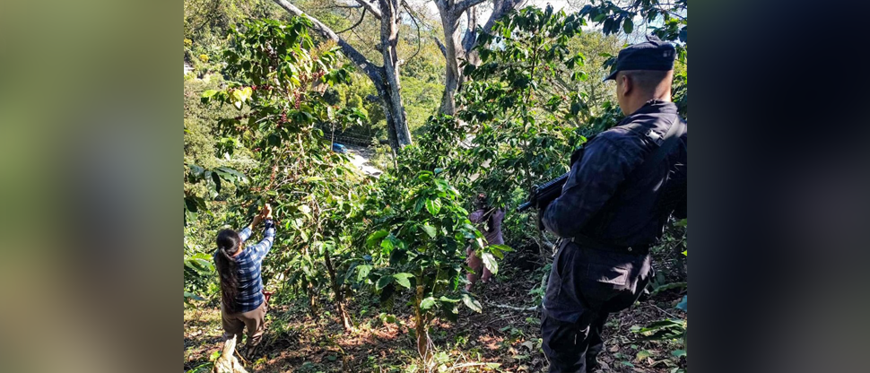 Seguridad llega a los cafetales para proteger a los que realizan la corta del grano de oro