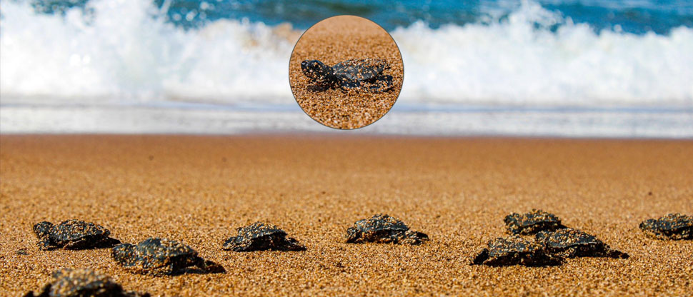 Liberan tortugas golfinas que fueron incubadas en vivero de playa Los Cóbanos
