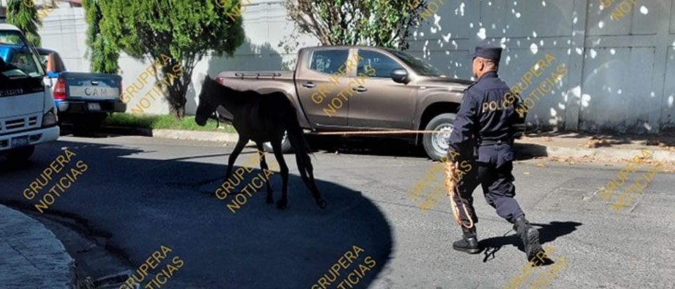 PNC rescata a yegüita que deambulaba desorientada por las calles de Sonsonate