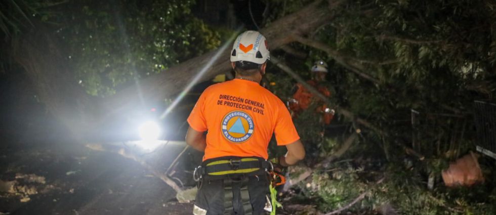 Remueven enorme árbol que cayó sobre una vivienda y un auto en colonia de San Salvador