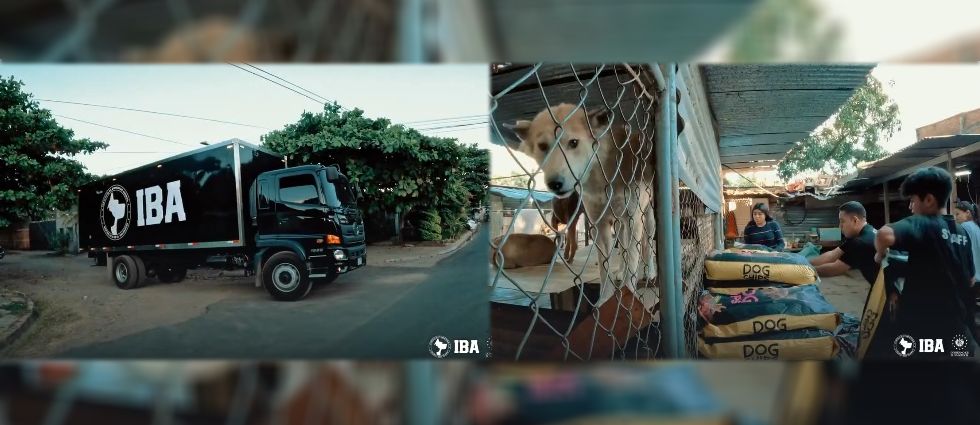 IBA provee alimento a refugios que acogen a más de 700 perritos y gatitos rescatados