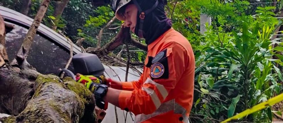Remueven árbol que cayó sobre un vehículo en San Salvador