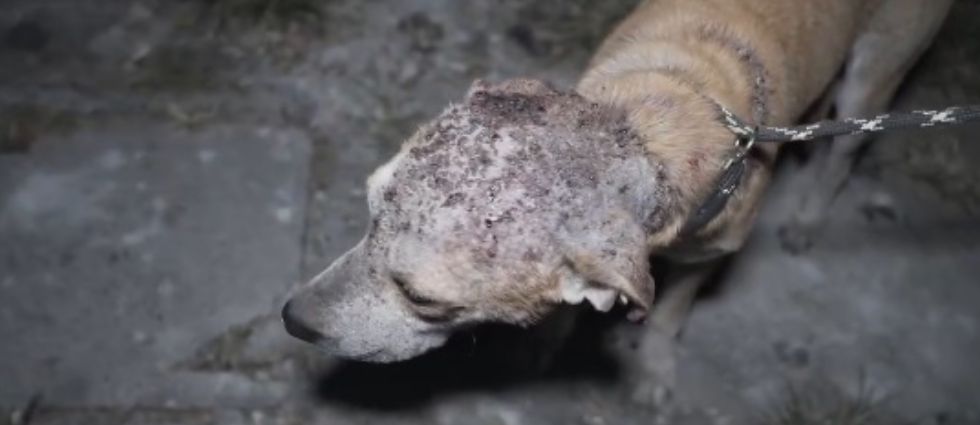 IBA sanciona a sujeto que tenía a su perrito en malas condiciones