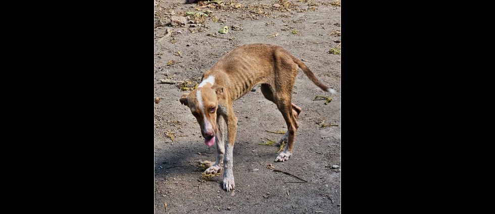 Rescatan a perrita que comunitaria con condición de desnutrición severa