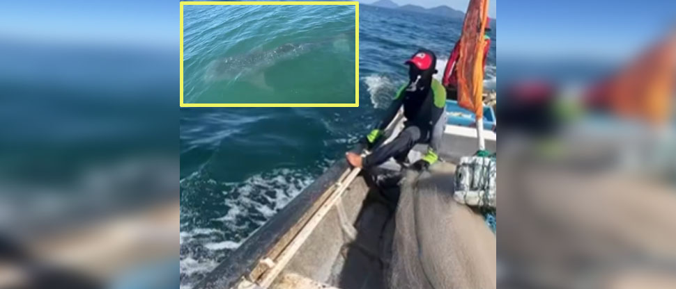 Pescadores avistan tiburón ballena en costas de La Unión  