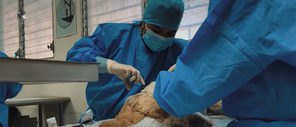 IBA realizó jornada de esterilización de mascotas en Santa Cruz Michapa