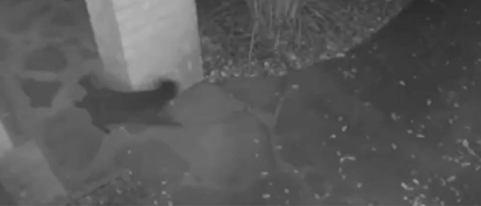 ¿Actividad paranormal? Captan a gato que desaparece frente a cámara de seguridad