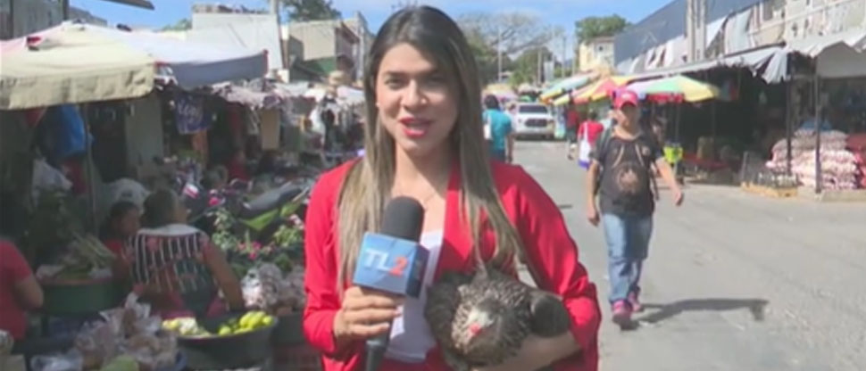 Gallina trata de escapar por su vida y hace pasar un mal rato a periodista salvadoreña