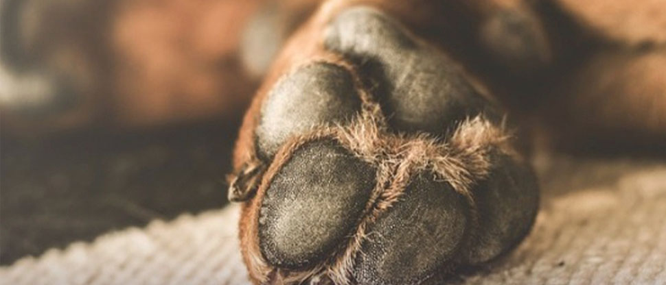 Acusada de maltrato animal debe entregar dos sacos de comida para perros por 2 años