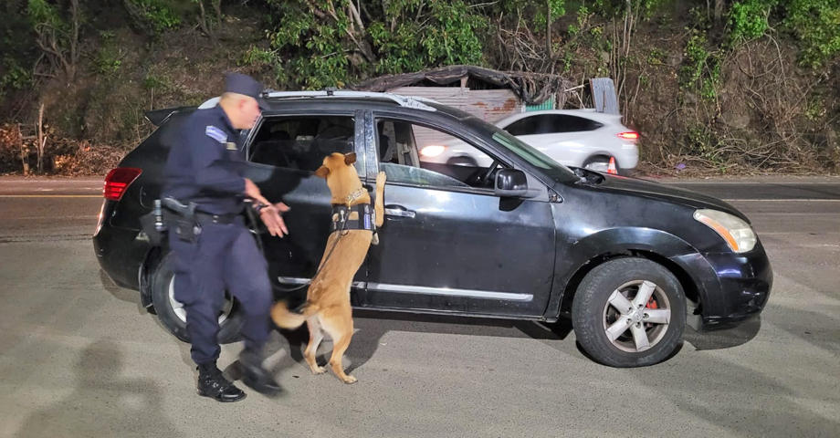 Agentes caninos apoyan estrategias de seguridad en distintos puntos del país