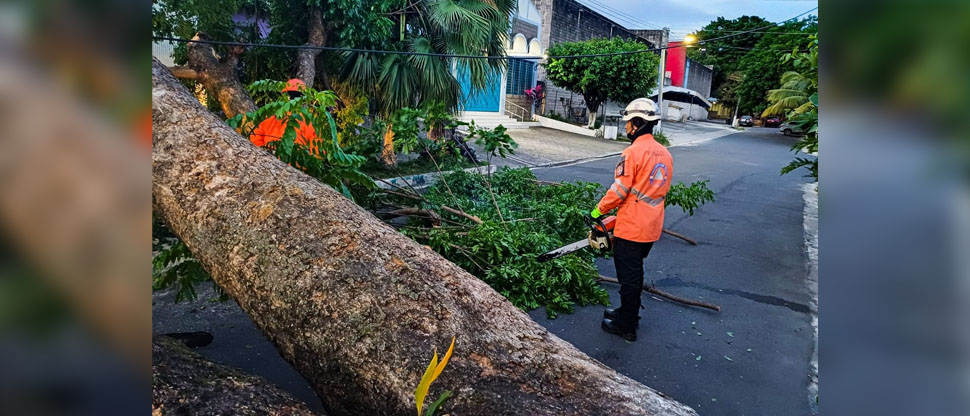Protección Civil remueve escombros de árbol caído en San Salvador