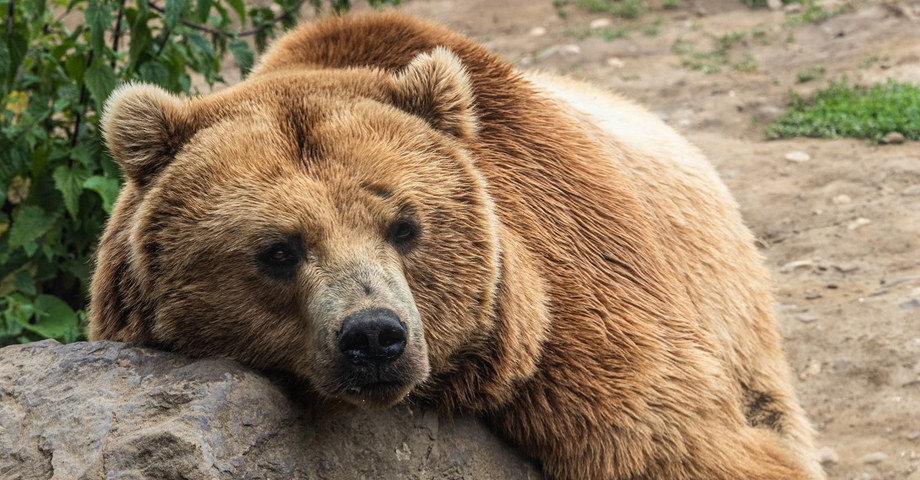 Hombre muere aplastado por un oso; intentaban cazarlo