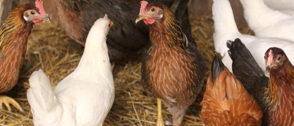 Capturan a estafador que ofertó gallinas ponedoras en Facebook