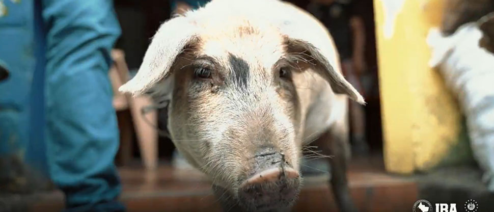 IBA suspende actividad del cerdito encebado