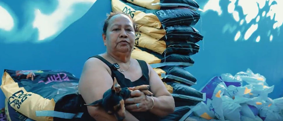 IBA ha rescatado a más de 700 perros y gatos de las calles