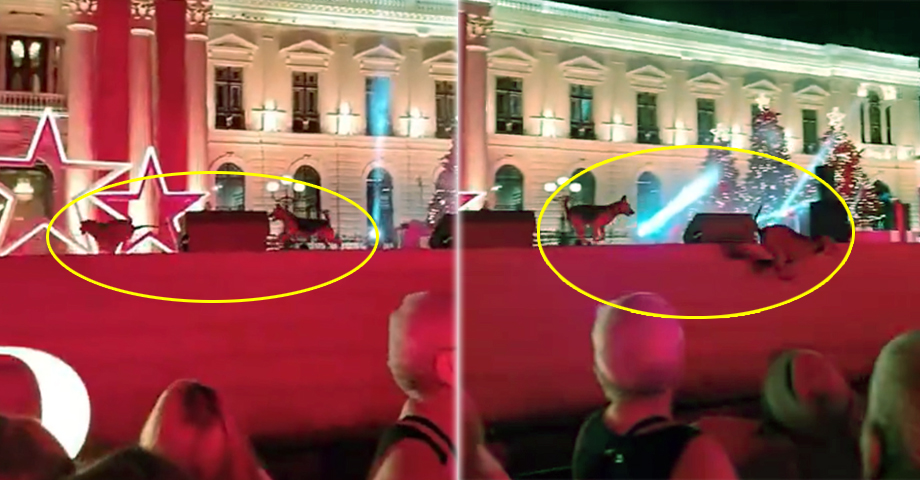Perritos comunitarios se roban el show durante la Villa Navideña del Centro Histórico