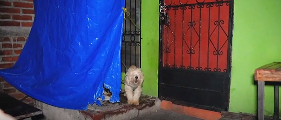 IBA sanciona a mujer que dejaba a su perrito afuera de su vivienda