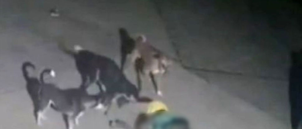 India: perros enfurecidos atacan a mujer hasta causarle la muerte