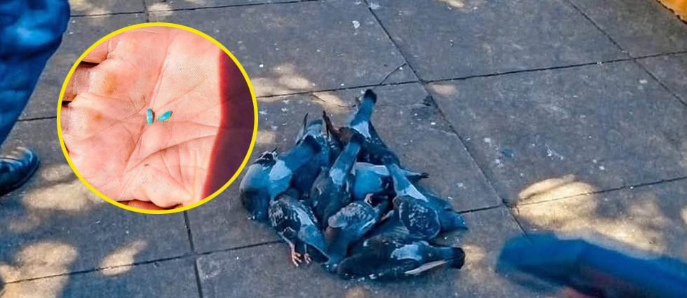Denuncian envenenamiento de palomas frente a la catedral de Chalatenango