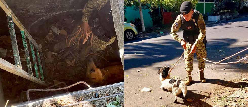 Militares rescatan a dos perritos que cayeron en un tragante en San Martín