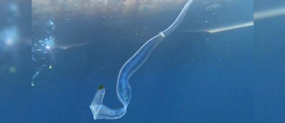 Documentan por primera vez el avistamiento de un Cinturón de Venus en El Salvador