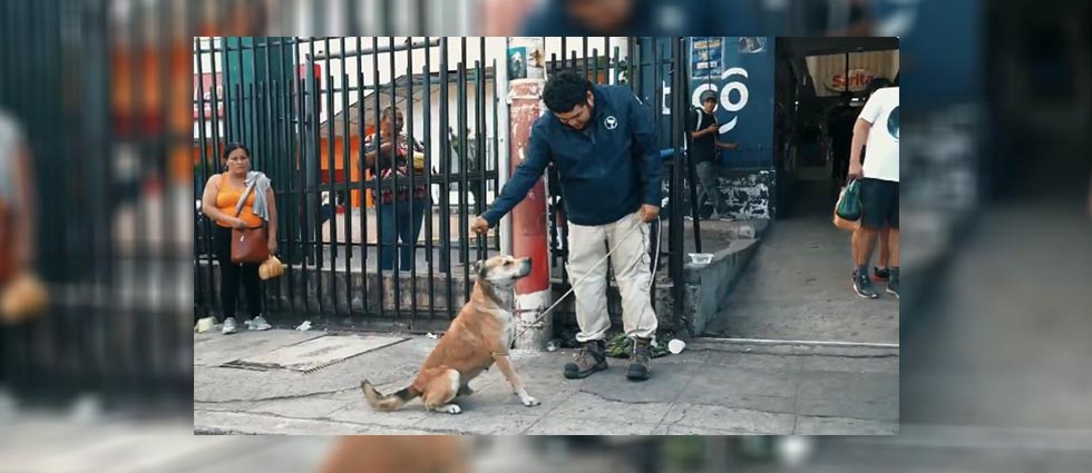 Presidente de IBA anuncia que tomarán la custodia de Chato y garantizarán su bienestar