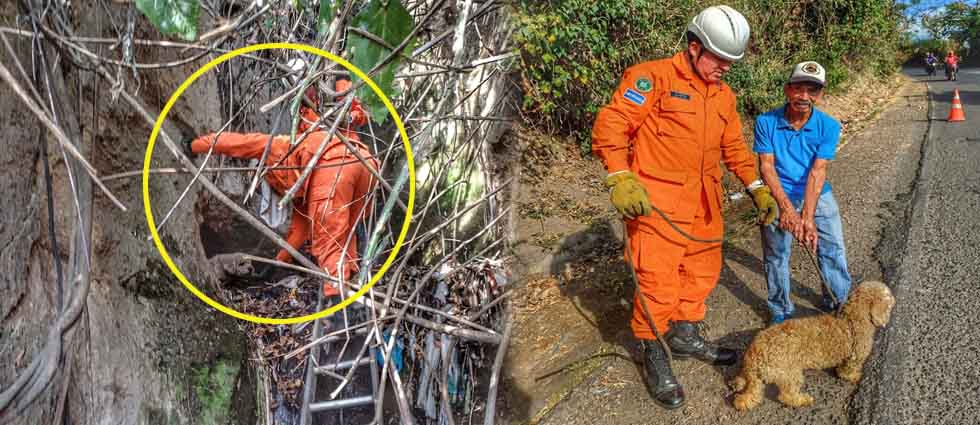 Rescatan a Steven, un juguetón perrito que cayó en un desagüe de tres metros de profundidad