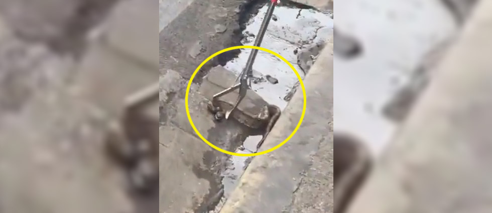 Serpiente asusta a peatones frente a mercado de Sensuntepeque