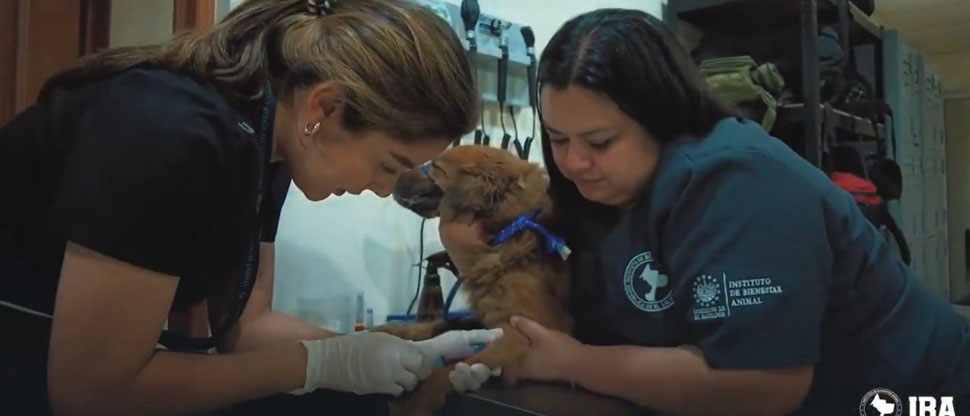 Trasladan a refugio a perrito comunitario que tenía problemas de salud