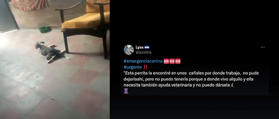 IBA auxilia a perrita en mal estado de salud y que fue resguardada en una vivienda