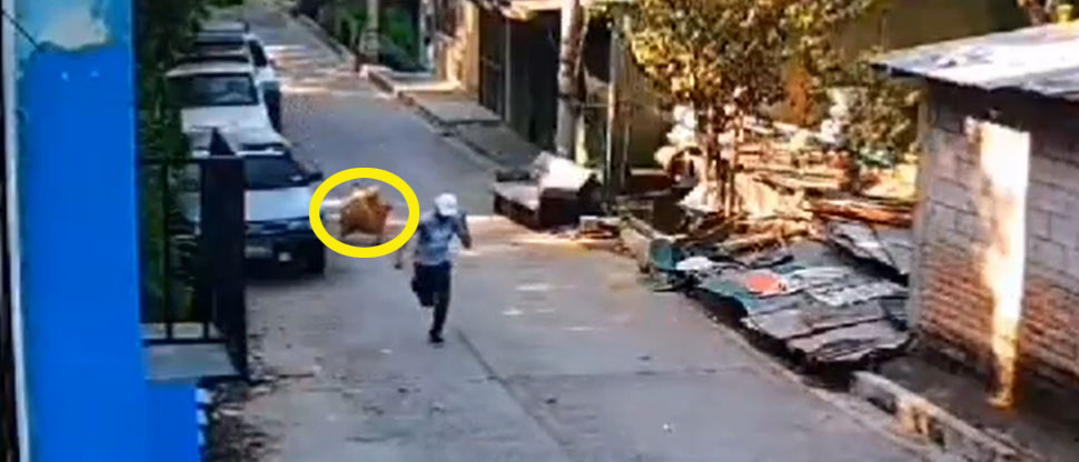 Residentes de la colonia Dolores piden ayuda para controlar jauría de perros agresivos