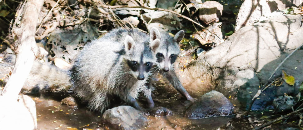 Liberan animales silvestres rescatados y rehabilitados en clínicas del MARN