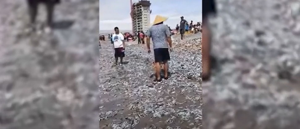 Miles de peces aparecen muertos en una playa de Chile
