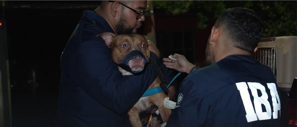 Rescatan a perritos maltratados y arrestan a su exdueño en el distrito de Apopa